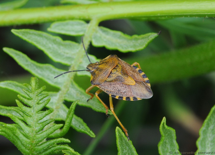Carpocoris  pudicus del Chianti